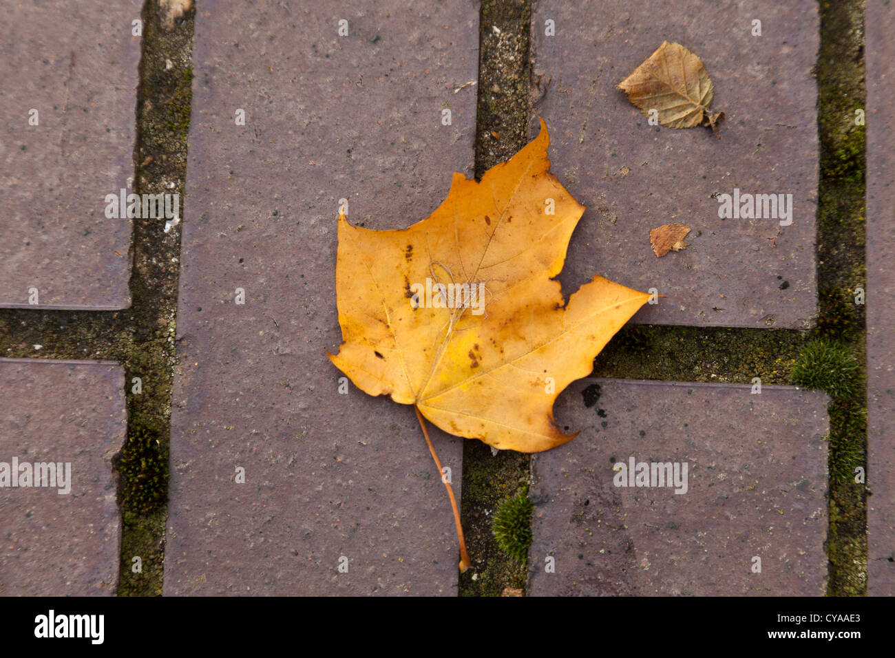 Litière de feuilles mortes en décomposition de la teinture au temps d'automne. Banque D'Images