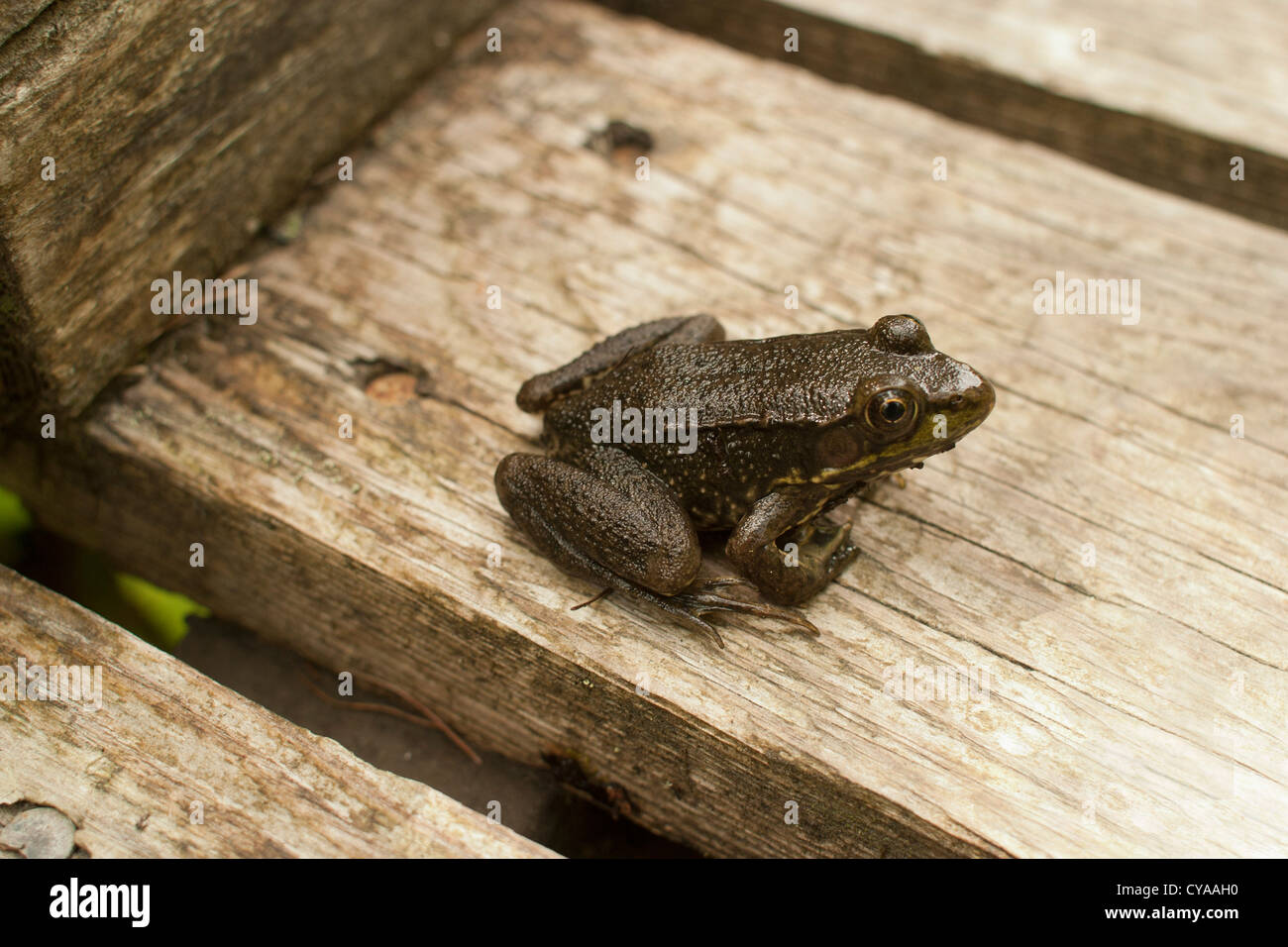 Une grenouille verte repose sur une planche le long de la promenade de la tourbière d'Orono, qui serpente à travers le marais, en gardant les pieds au sec et en sécurité de l'habitat. Banque D'Images