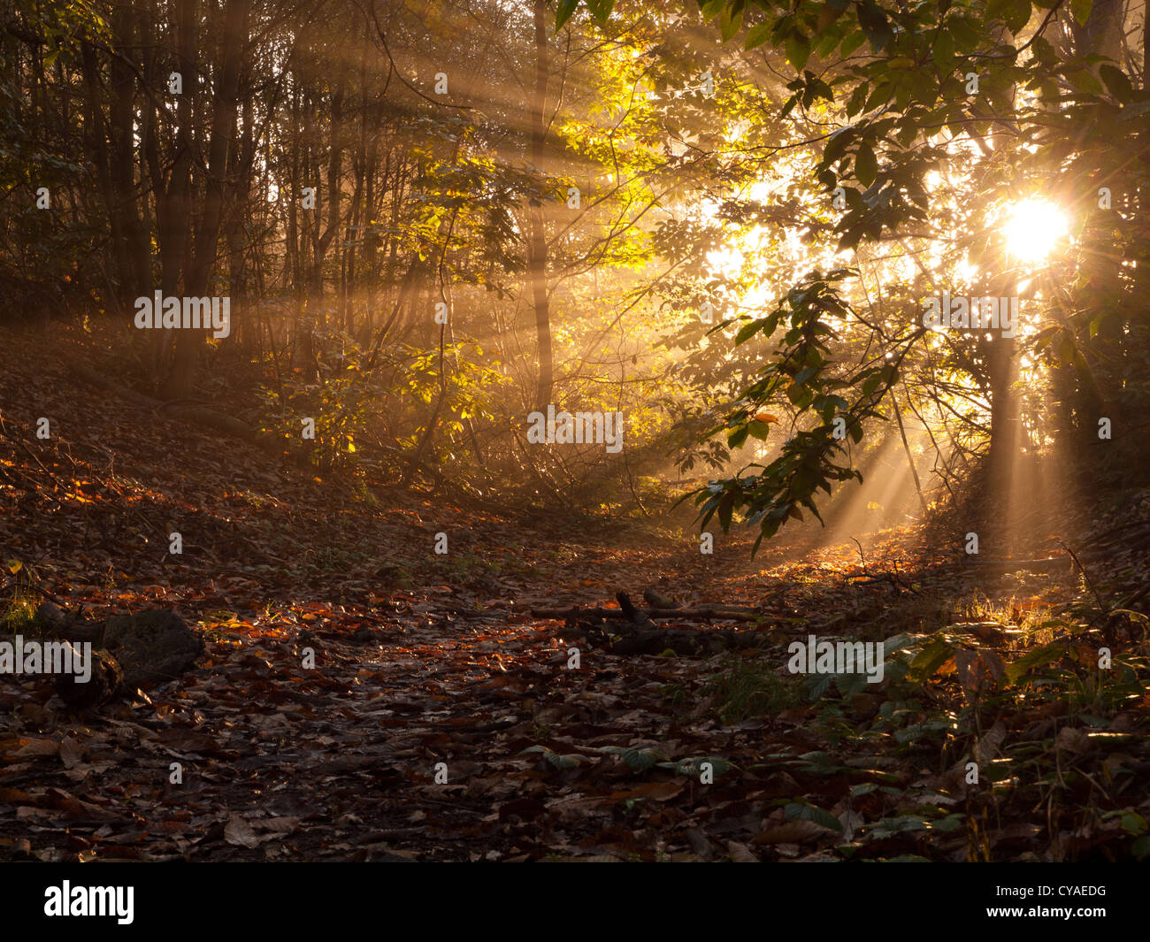 Sherwood Forest Autumn Sunrise Banque D'Images
