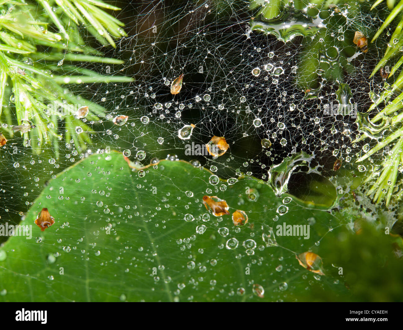 Spiders web après la pluie tombant sur les feuilles vertes Banque D'Images