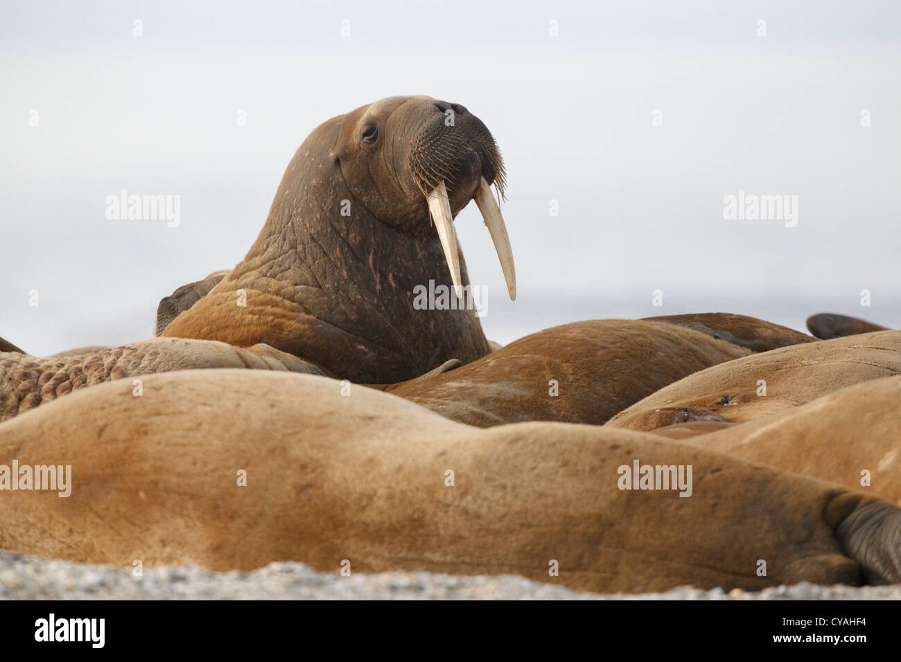 Le morse (Odobenus rosmarus), îles Svalbard, mer de Barents, Artic, Norvège, Europe Banque D'Images