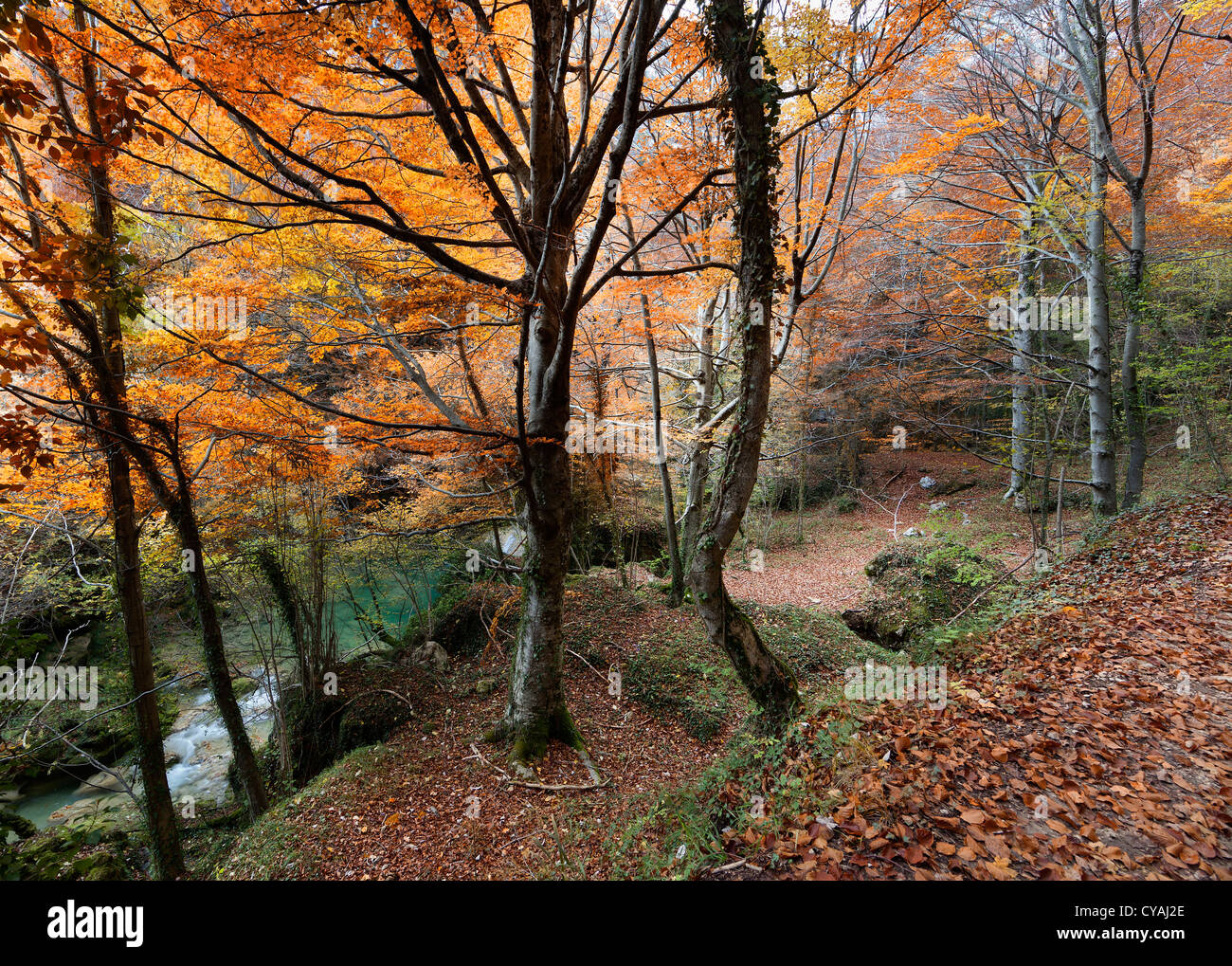 Forêt d’automne Banque D'Images
