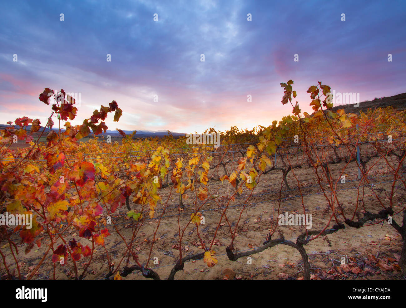 Vignoble en automne.La Rioja.Espagne. Banque D'Images