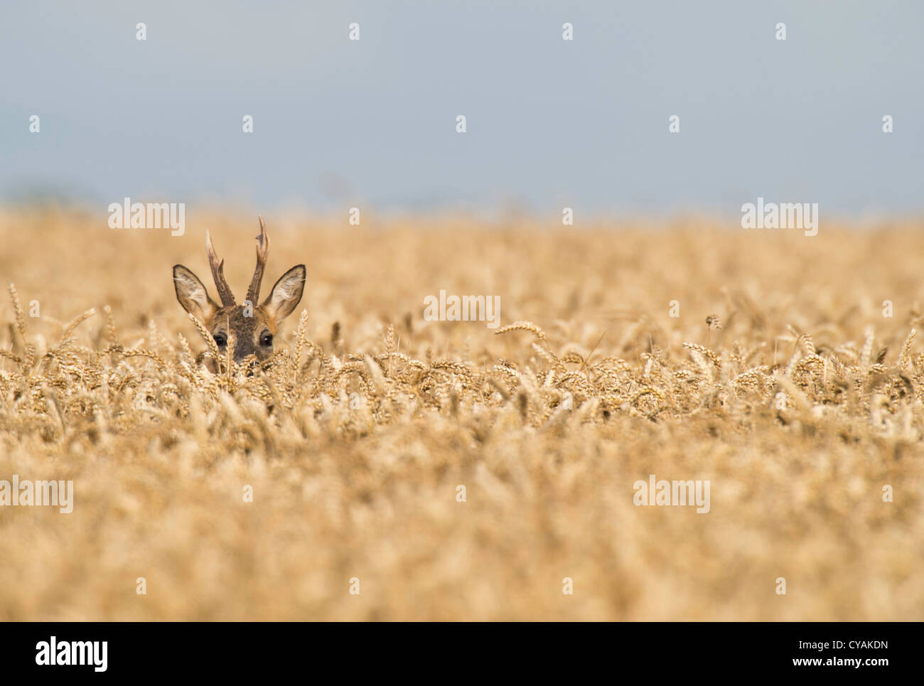 Buck Chevreuil (Capreolus capreolus scrutant d'un champ de blé à la fin de l'été. Banque D'Images