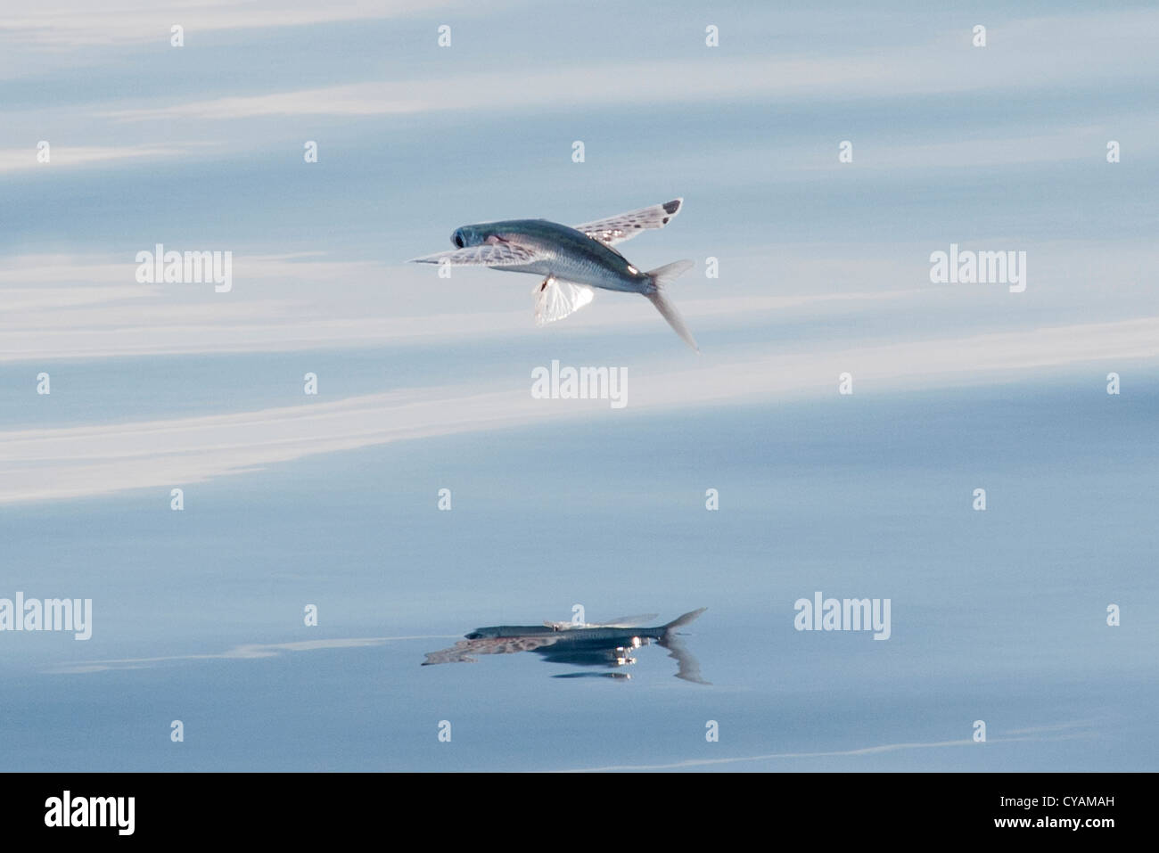 Les espèces de poissons volants (nom scientifique inconnu) avec reflet visible, Maldives, océan Indien. Banque D'Images