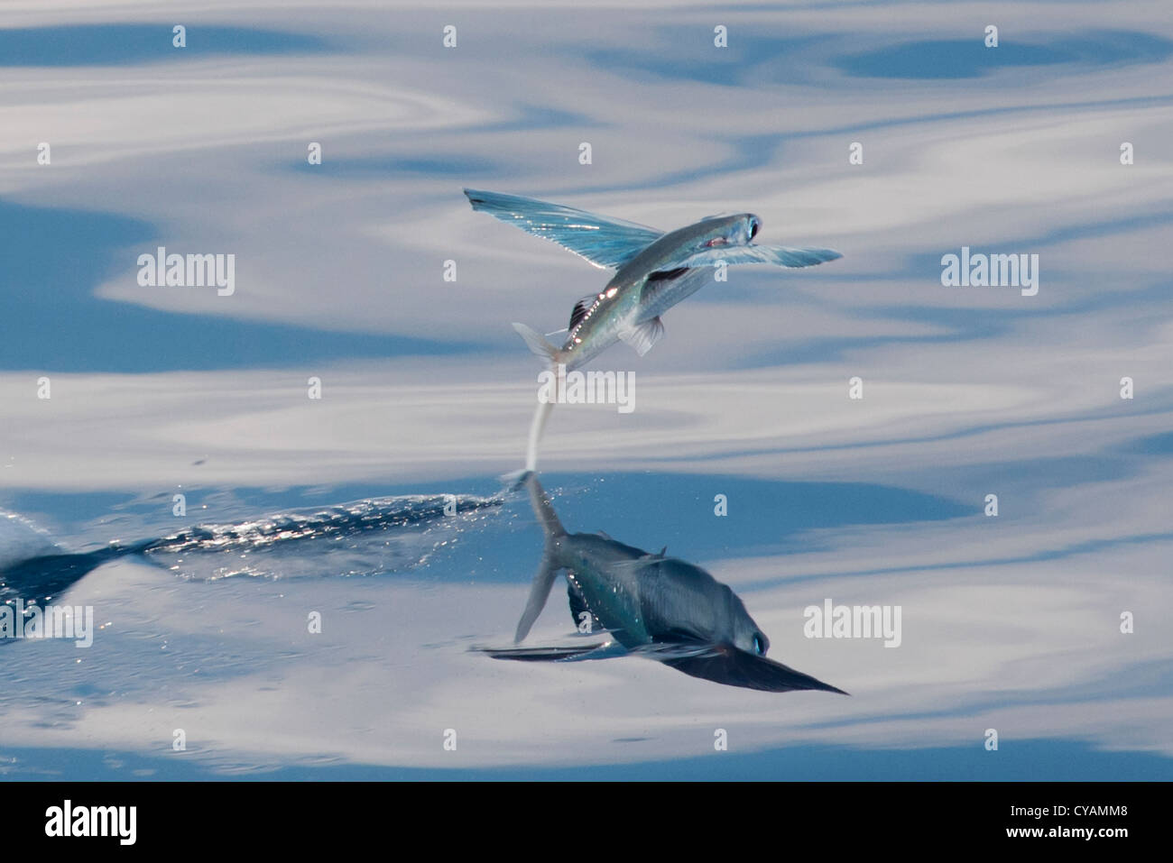 Les espèces de poissons volants (nom scientifique inconnu) avec reflet visible, décoller et laissant une trace sur l'eau. L'Océan indien Banque D'Images