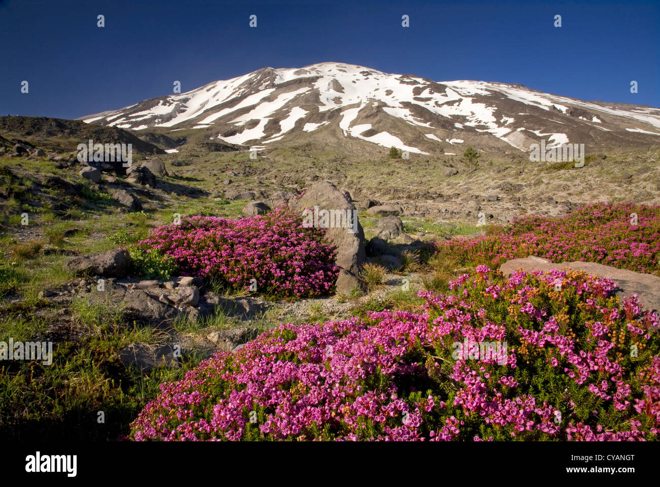 WASHINGTON - Heather fleurs le long du sentier Loowit dans Mont St Helens Monument Volcanique National. Banque D'Images