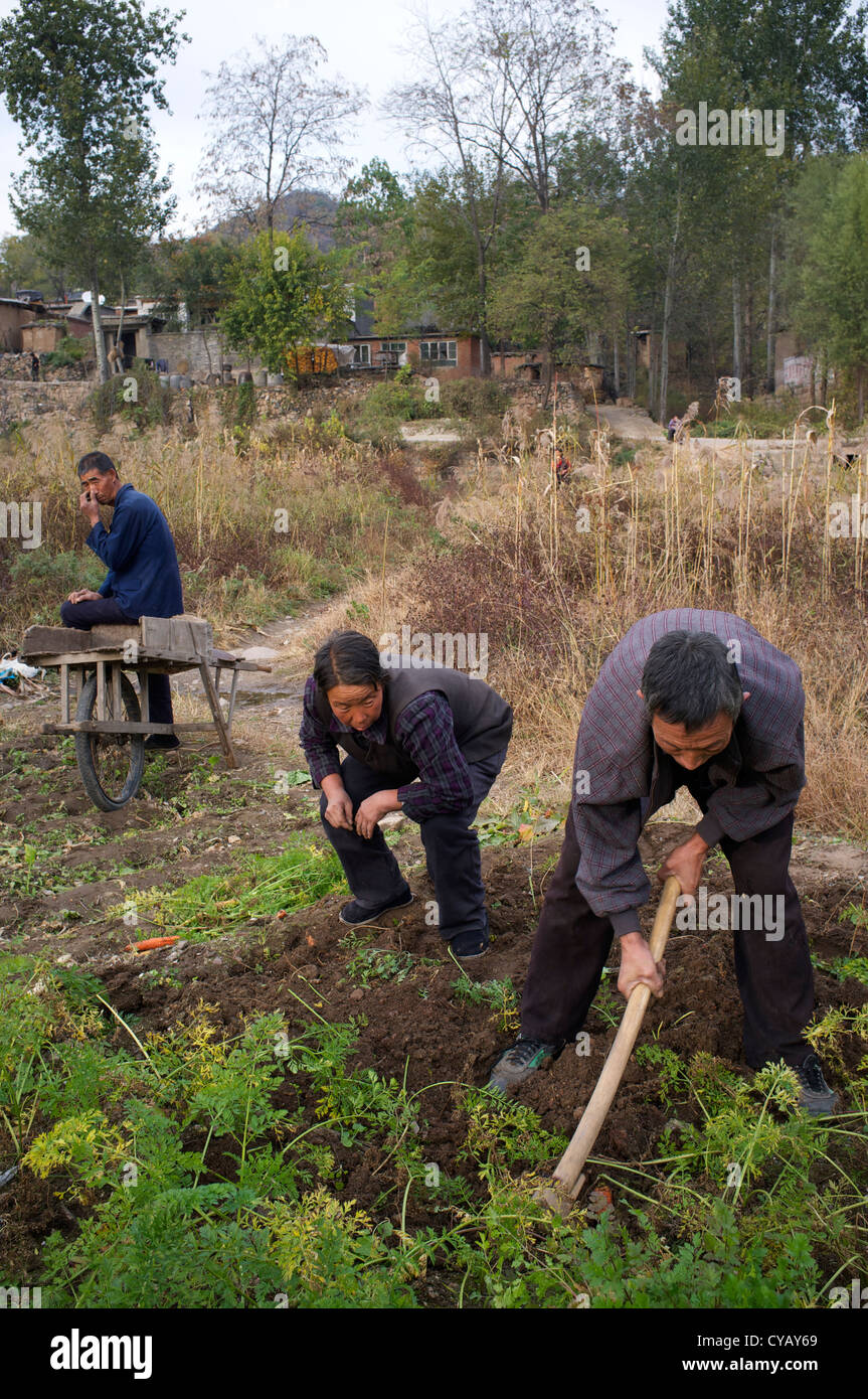 Les agriculteurs chinois grub pour les carottes dans les champs dans les régions rurales de Pingshan, un de nommé officiellement le comté de la pauvreté en Chine. 23-Oct-2012 Banque D'Images