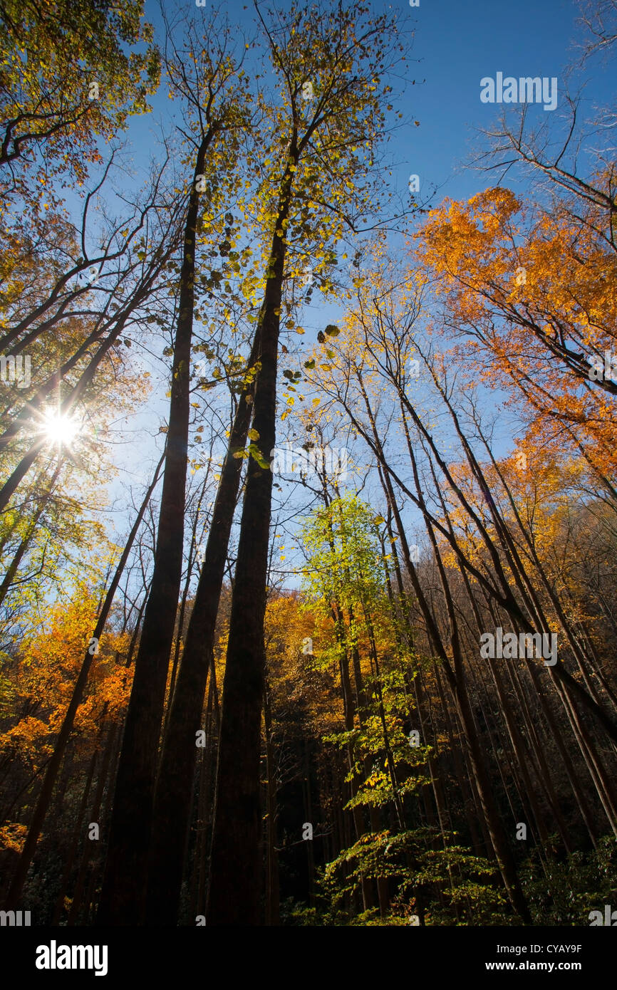 Les feuilles d'automne - Trail de Moore Cove Falls - Pisgah Forest National - près de Brevard, North Carolina, États-Unis Banque D'Images