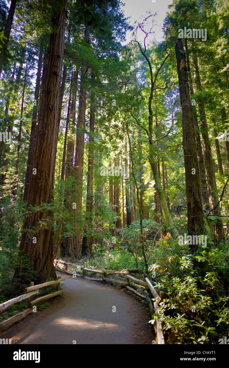 MUIR WOODS National Monument (1908), Mill Valley COMTÉ DE MARIN EN CALIFORNIE Banque D'Images