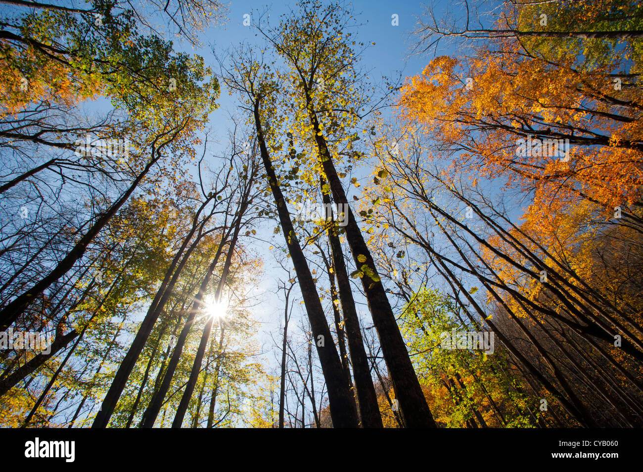 Les feuilles d'automne - Trail de Moore Cove Falls - Pisgah Forest National - près de Brevard, North Carolina, États-Unis Banque D'Images