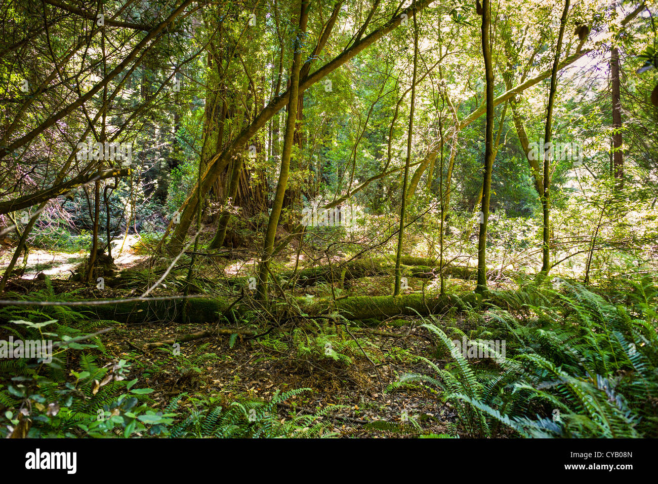 MUIR WOODS National Monument (1908), Mill Valley COMTÉ DE MARIN EN CALIFORNIE Banque D'Images