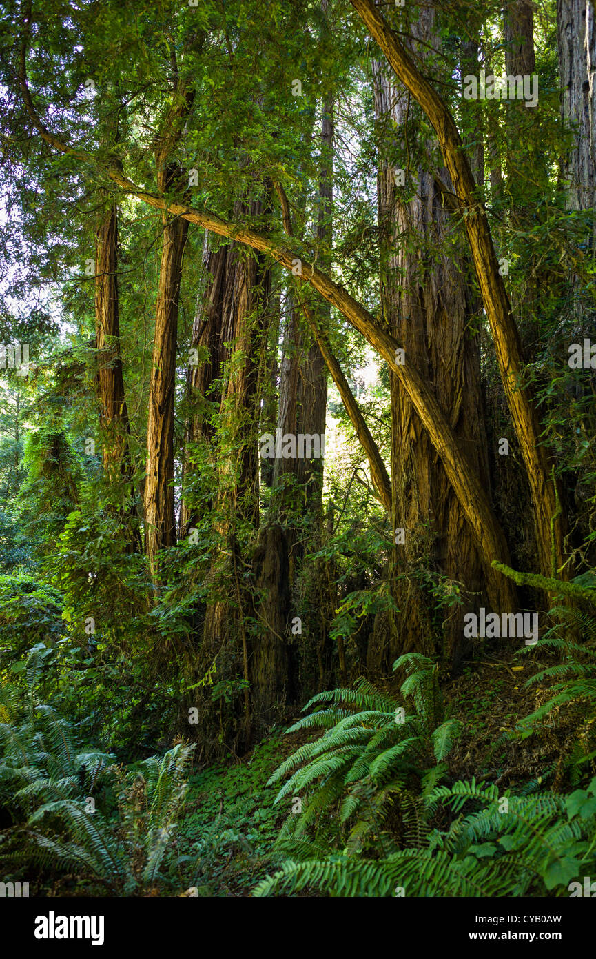 MUIR WOODS National Monument (1908), Mill Valley COMTÉ DE MARIN EN CALIFORNIE Banque D'Images