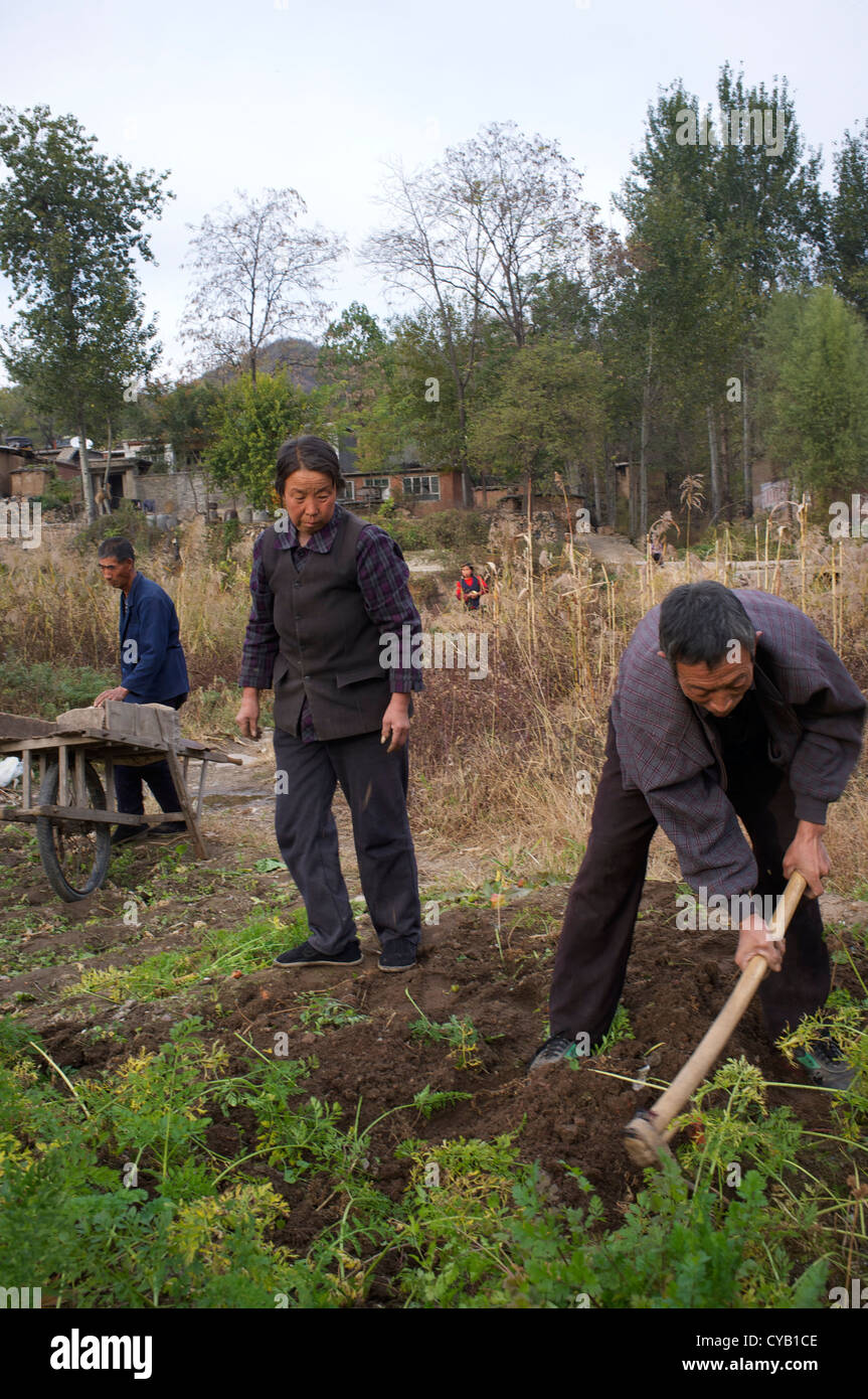 Les agriculteurs chinois grub pour les carottes dans les champs dans les régions rurales de Pingshan, un de nommé officiellement le comté de la pauvreté en Chine. 23-Oct-2012 Banque D'Images