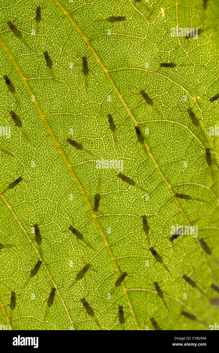 Les pucerons noirs suçant la sève des plantes, la lutte antiparasitaire contre les grandes lignes rétroéclairé Hémiptères feuille de platane Banque D'Images