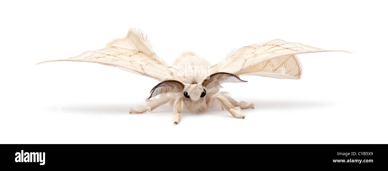 Silkmoth domestiqués, Bombyx mori, against white background Banque D'Images