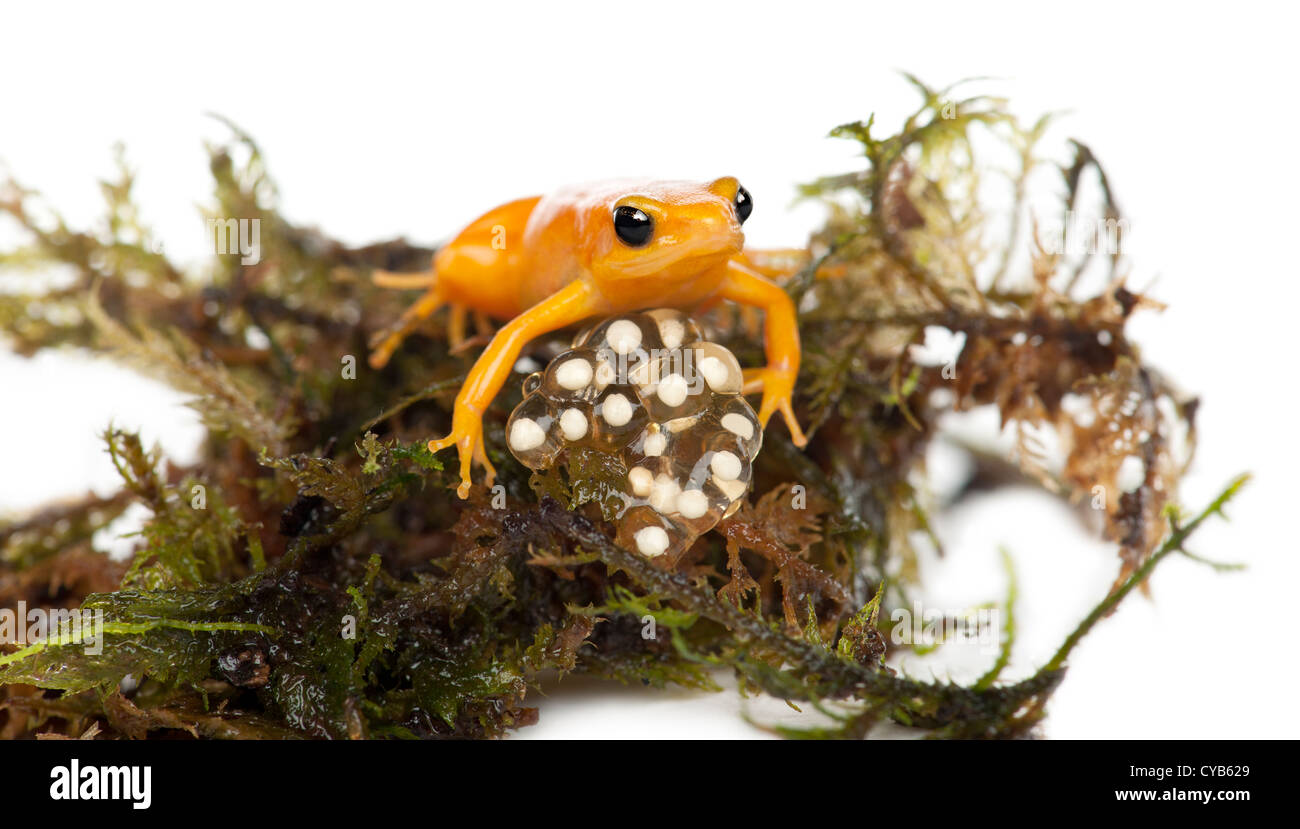 Golden Mantella protégeant ses oeufs, Mantella aurantiaca, against white background Banque D'Images