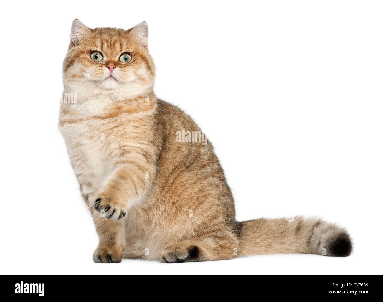 Golden Shaded British Shorthair Banque d'image et photos Alamy