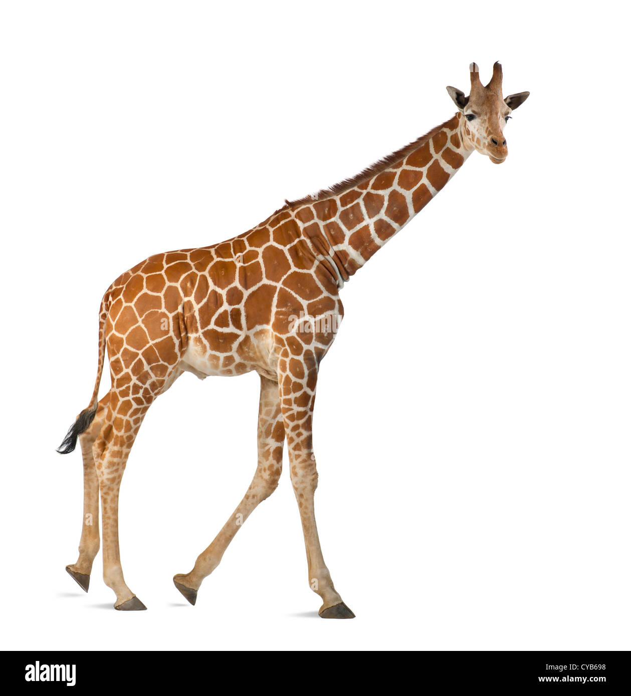 Girafe somaliens, connu sous le nom de giraffe réticulée, Giraffa camelopardalis reticulata, 2,5 ans, contre fond blanc Banque D'Images