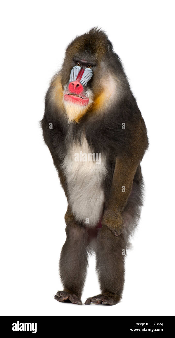 Mandrill, 22 ans, Mandrillus sphinx , standing against white background Banque D'Images