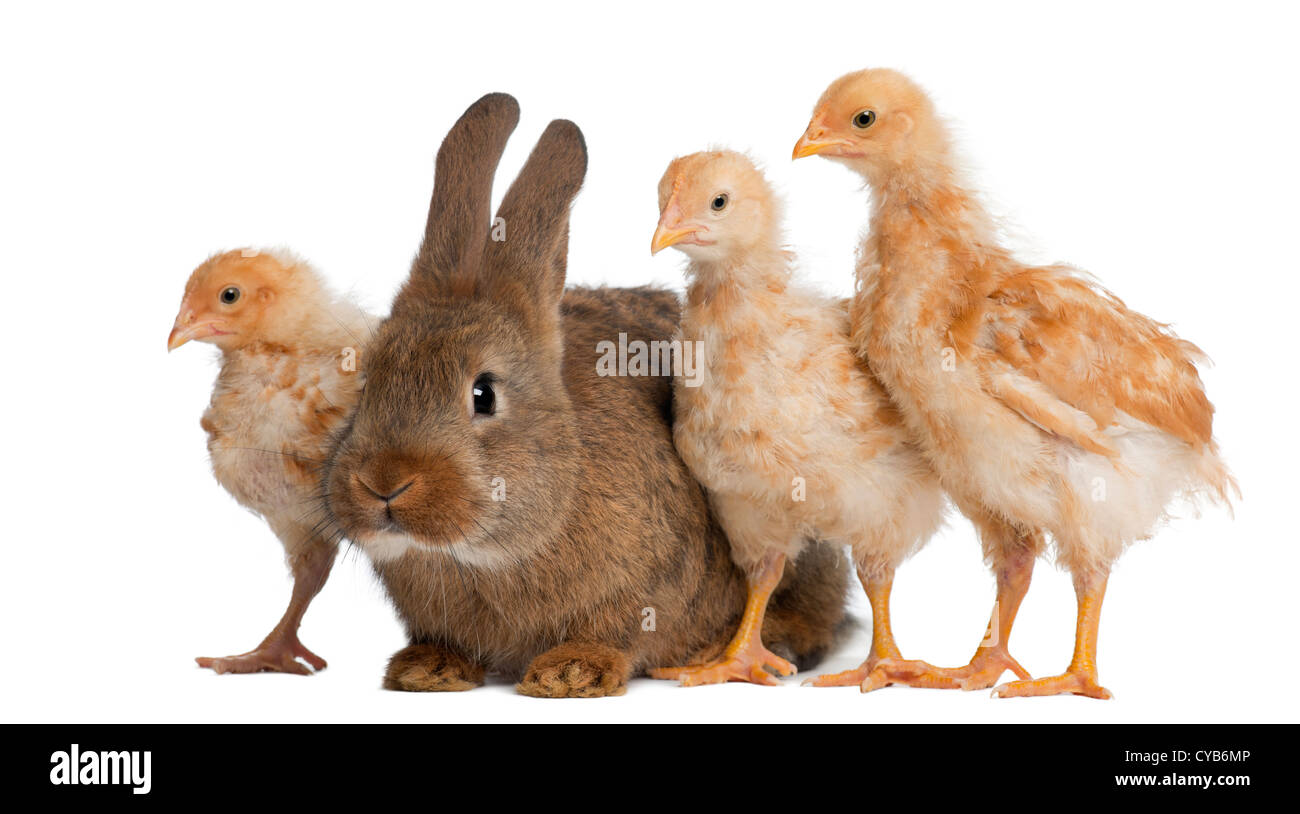 Les poussins se tenait à côté de lapin contre fond blanc Banque D'Images