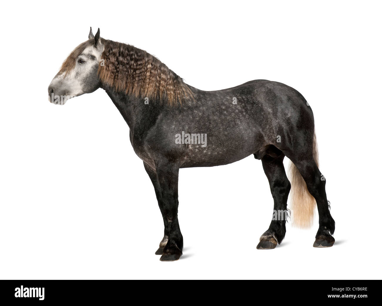 Percheron, 5 ans, une race de chevaux de trait, standing against white background Banque D'Images