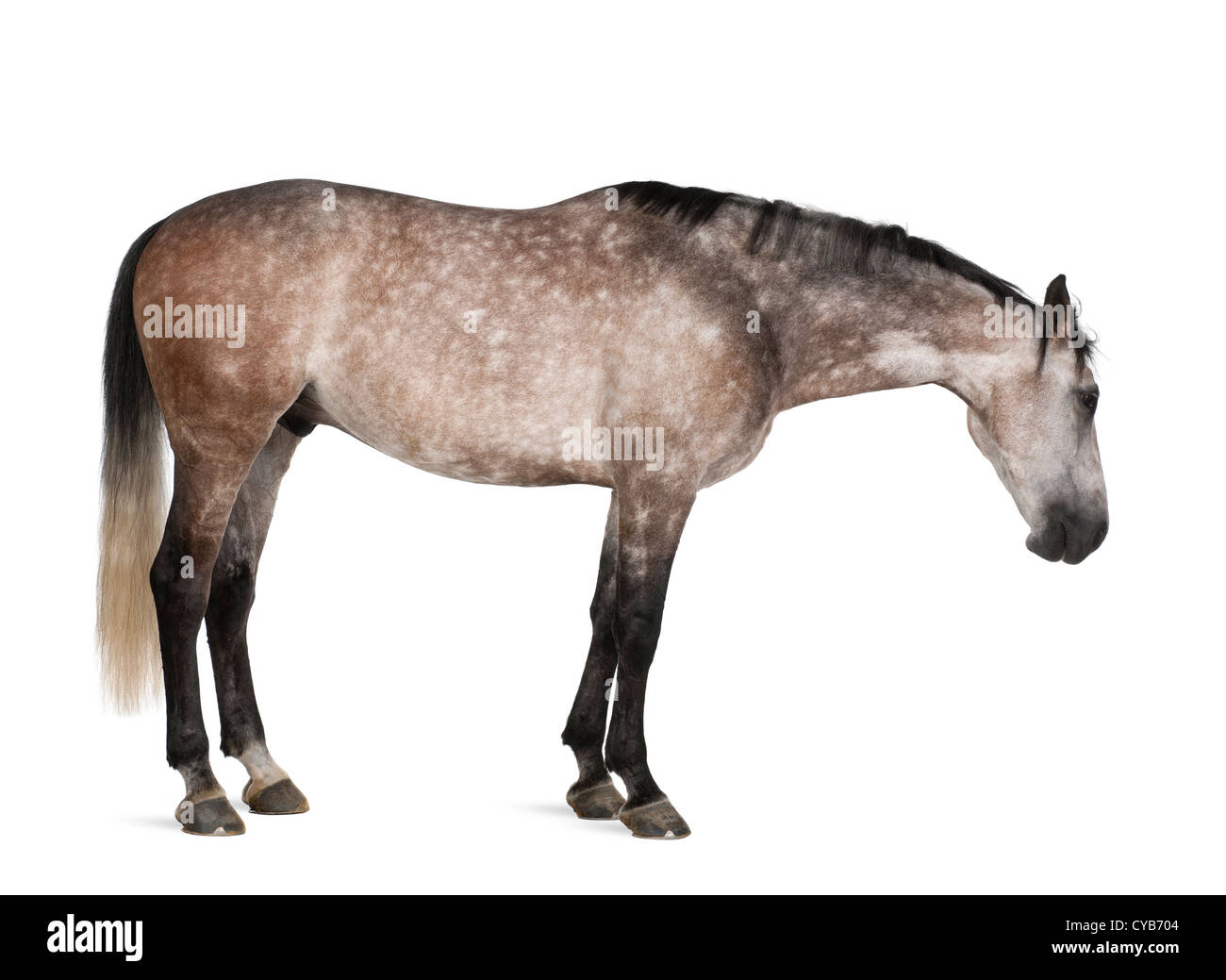 Warmblood belge, 6 ans, standing against white background Banque D'Images