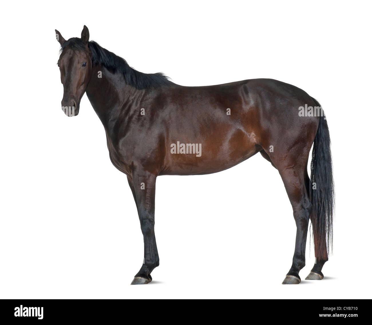Cheval Warmblood belge, 5 ans, standing against white background Banque D'Images