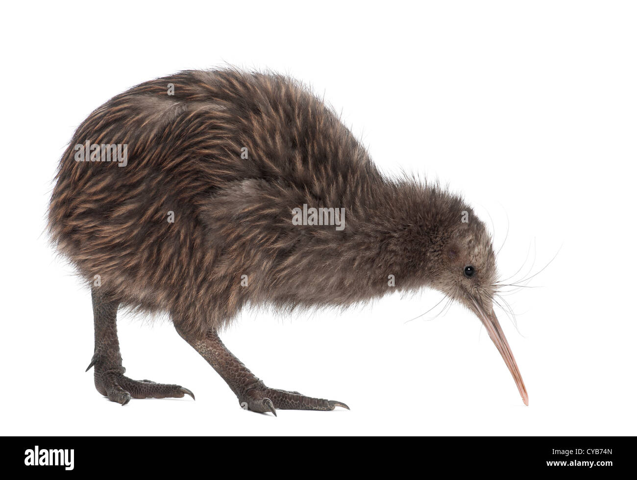 Île du Nord Brown Kiwi, Apteryx mantelli, âgé de 5 mois, contre fond blanc Banque D'Images Île du Nord Brown Kiwi, Apteryx mantelli, âgé de 5 mois, contre fond blanc Banque D'Images
