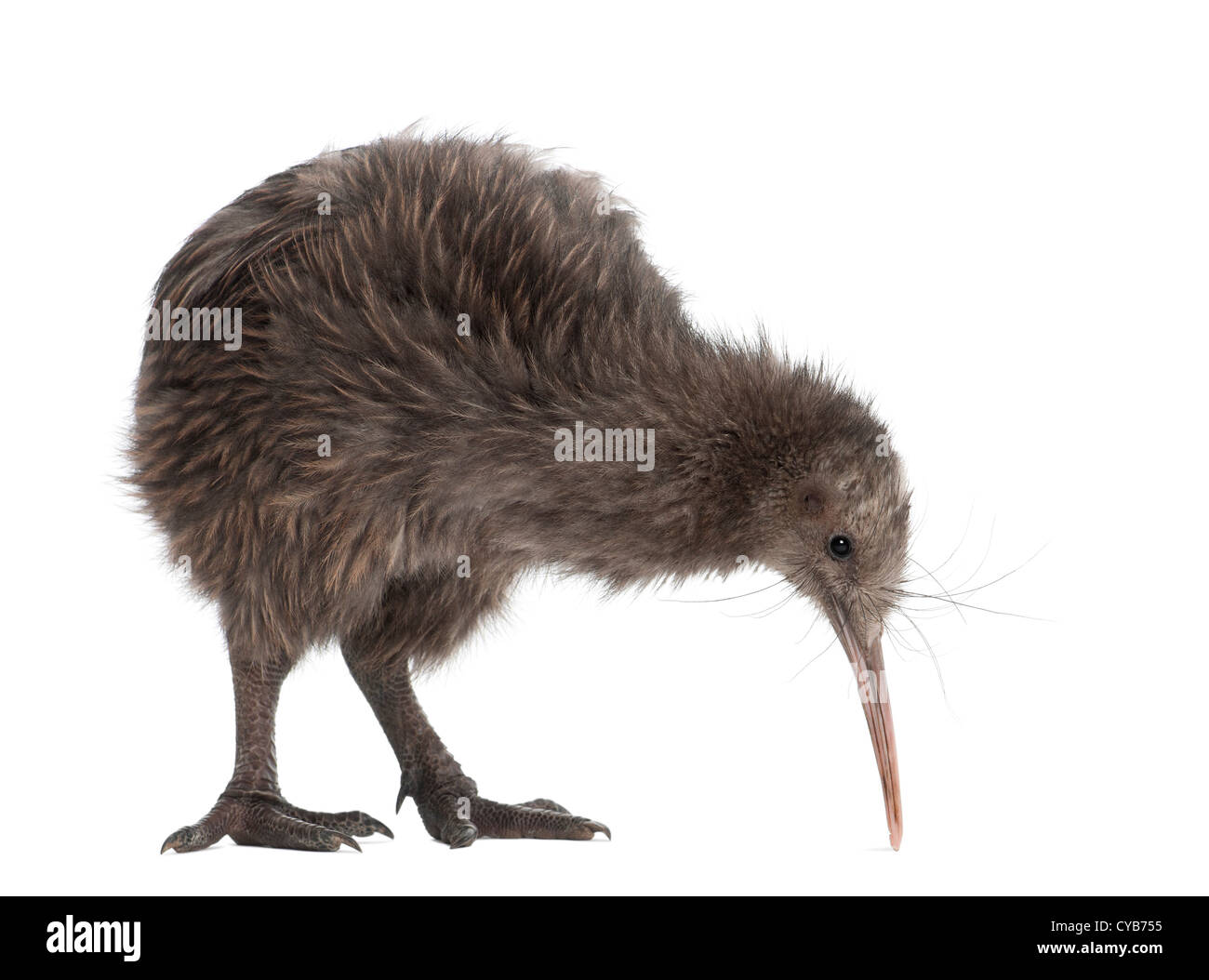 Île du Nord Brown Kiwi, Apteryx mantelli, âgé de 5 mois, contre fond blanc Banque D'Images