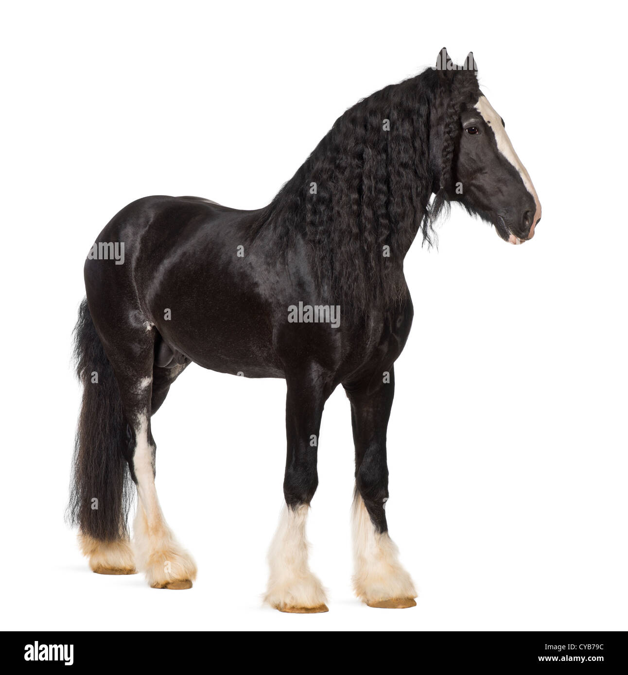 Shire Horse standing against white background Banque D'Images
