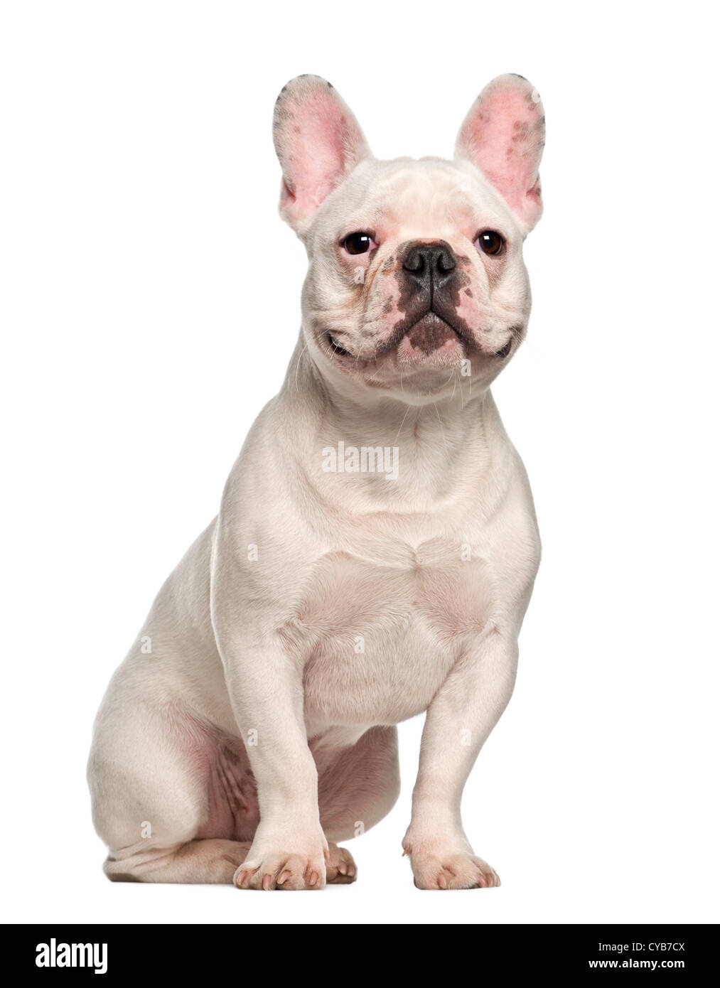 French bulldog white background Banque de photographies et d'images à haute  résolution - Alamy