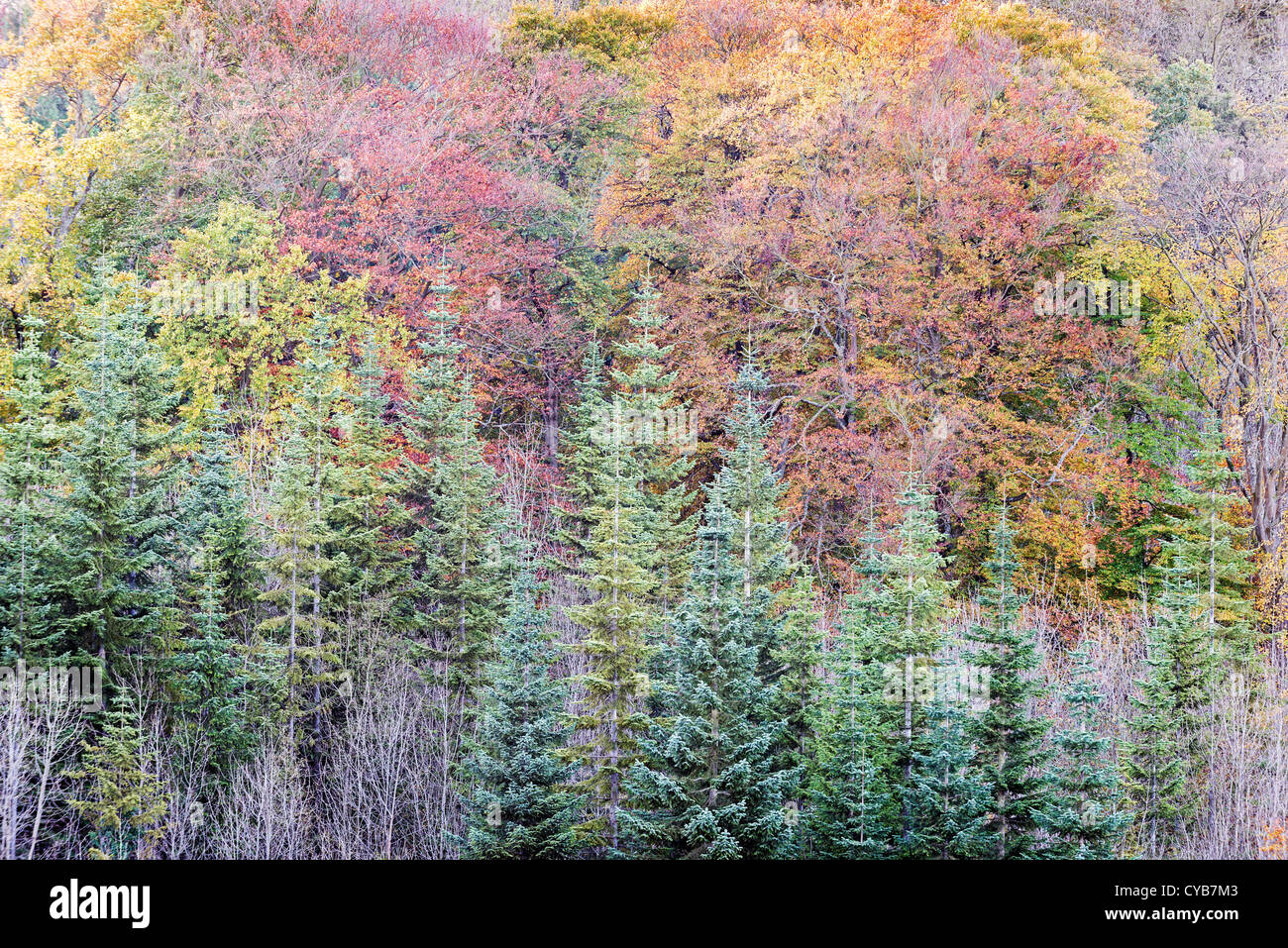 Woodland à Daneway, Gloucestershire en automne avec sapin et hêtre Banque D'Images