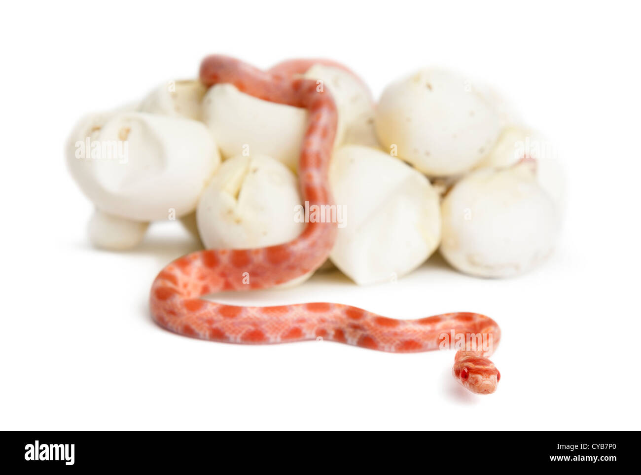 L'éclosion de serpent de maïs,'okeetee albinos' est la couleur, Pantherophis guttatus guttatus, ou red rat snake qui sortent d'egg Banque D'Images