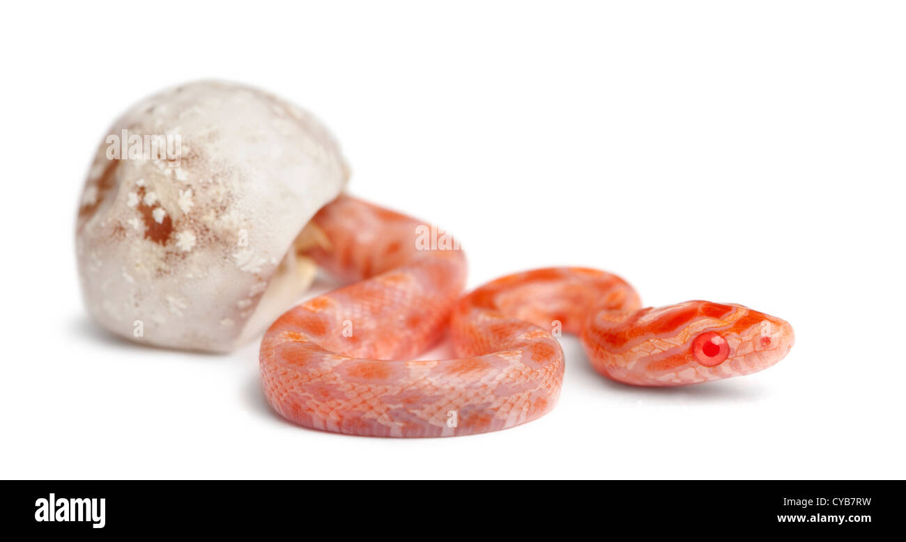 L'éclosion de serpent de maïs,'okeetee albinos' est la couleur, Pantherophis guttatus guttatus, ou red rat snake qui sortent d'egg Banque D'Images