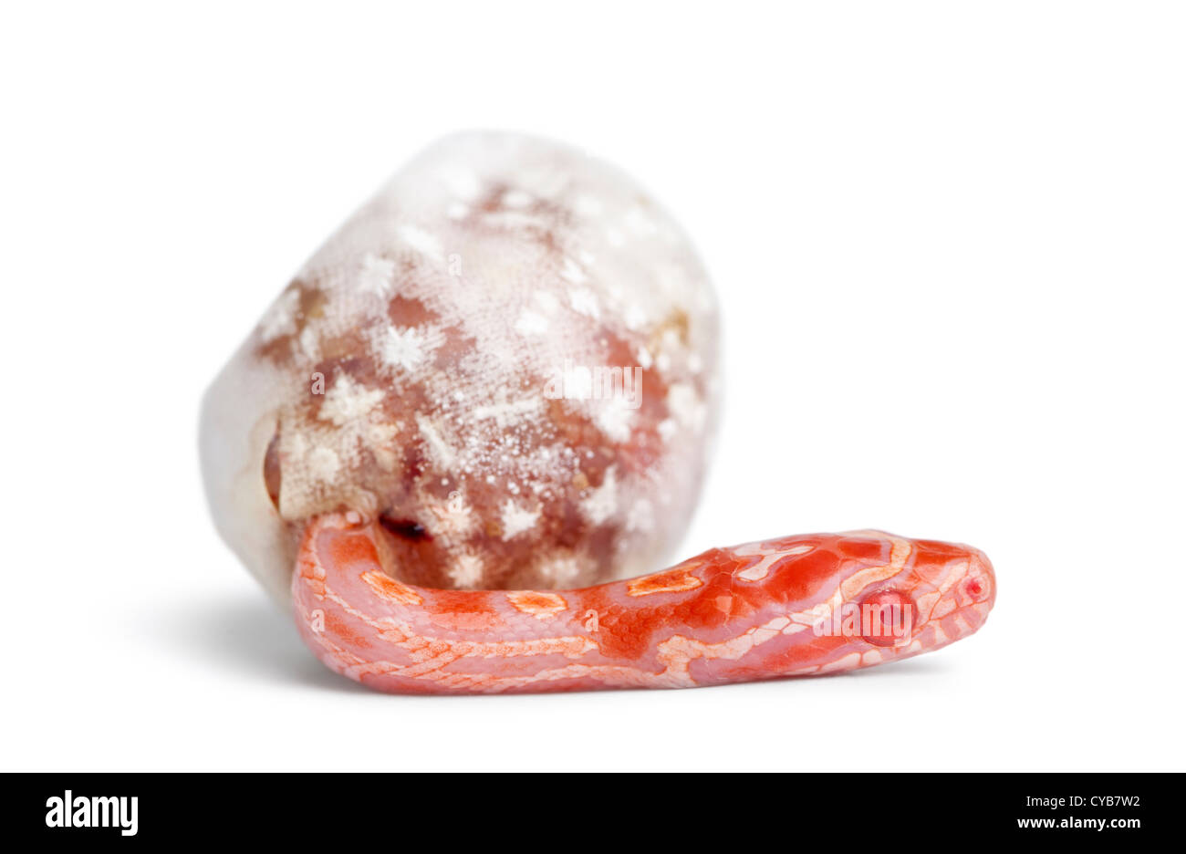 L'éclosion de serpent de maïs,'okeetee albinos' est la couleur, Pantherophis guttatus guttatus, ou red rat snake qui sortent d'egg Banque D'Images