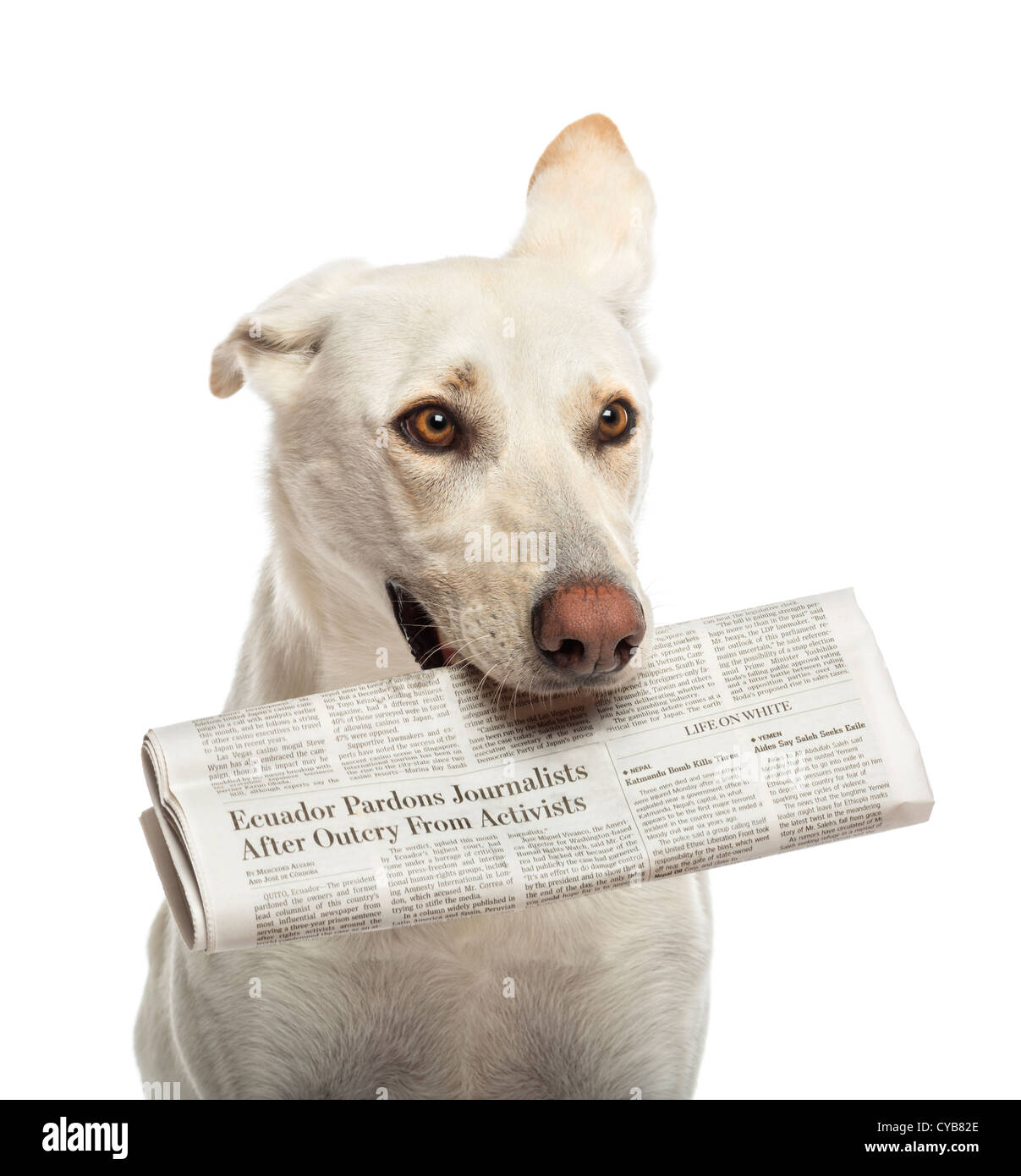 Rocé chien tenant un journal dans sa bouche contre fond blanc Banque D'Images