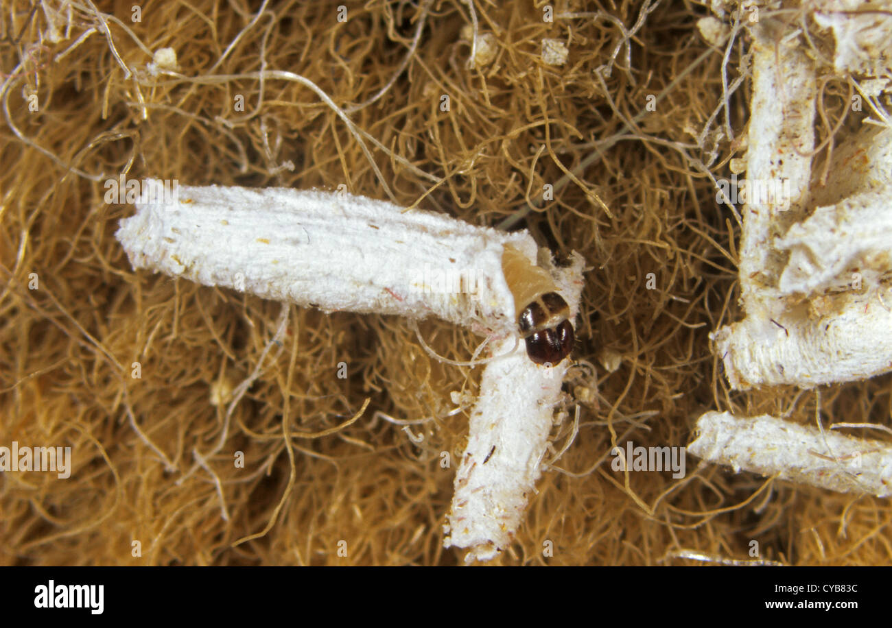 Cas des teignes de roulement (Tinea pellionella) larve dans les cas sur le tissu Banque D'Images