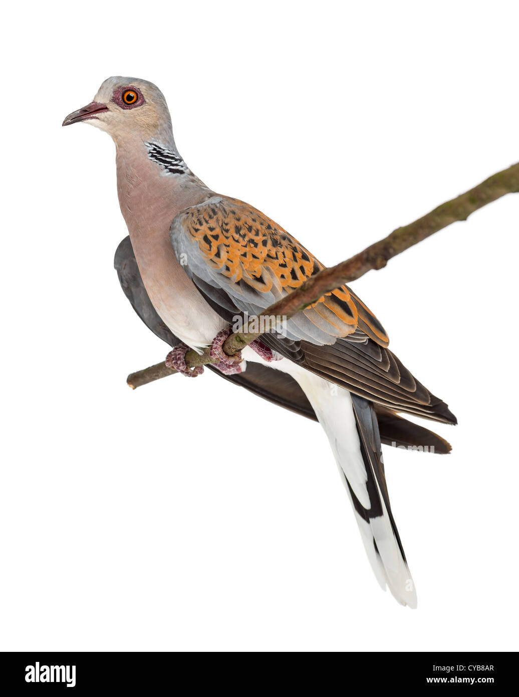 La tourterelle européenne, Streptopelia turtur, également connu sous le nom de Turtle Dove, perché sur une branche à l'arrière-plan blanc Banque D'Images