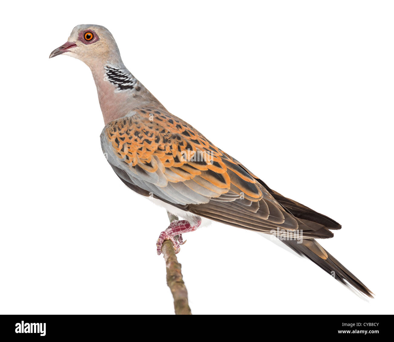 La tourterelle européenne, Streptopelia turtur, également connu sous le nom de Turtle Dove, perché sur une branche à l'arrière-plan blanc Banque D'Images