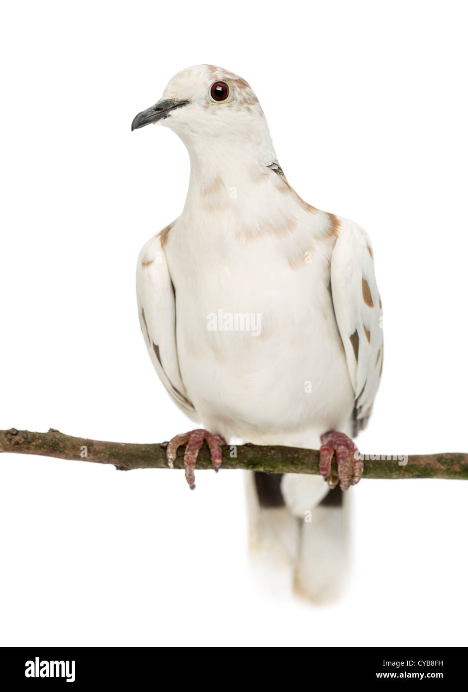 Gobemouche noir africain, Streptopelia roseogrisea, perché sur une branche à l'arrière-plan blanc Banque D'Images
