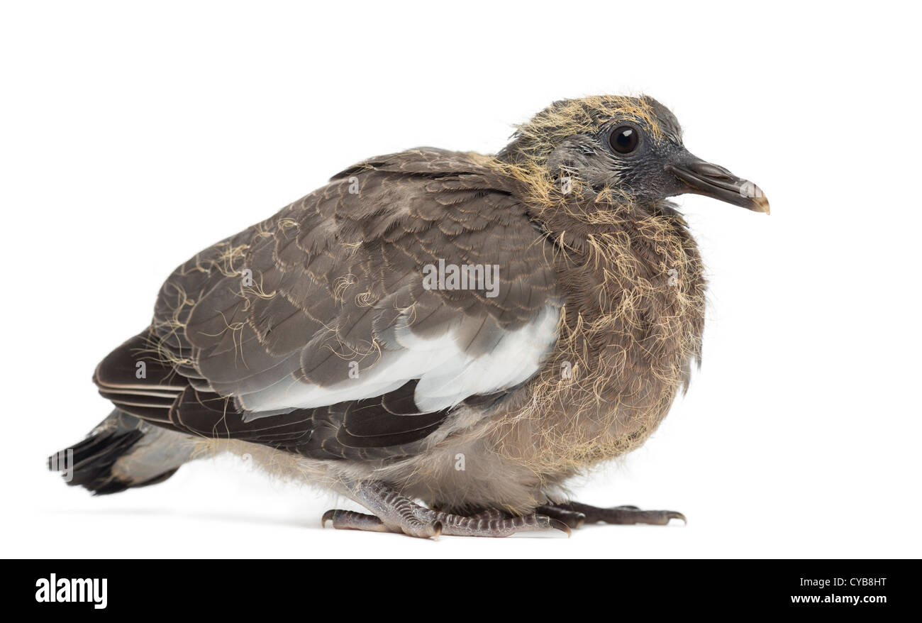 Commune jeune pigeon ramier, Columba palumbus, assis à l'arrière-plan blanc Banque D'Images
