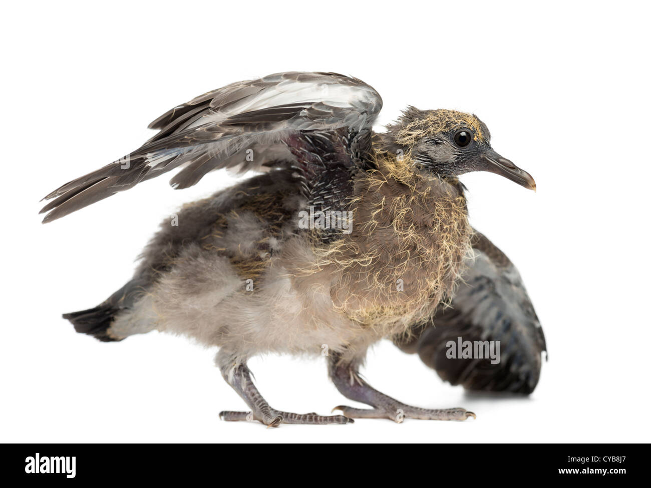 Commune jeune pigeon ramier, Columba palumbus, stretching ailes sur fond blanc Banque D'Images