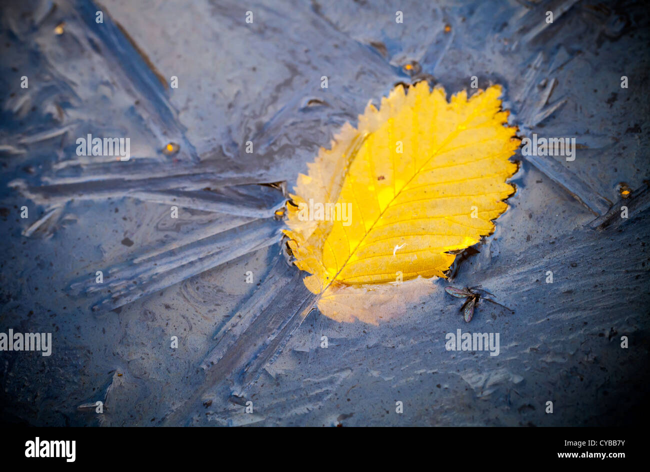 Des feuilles d'automne jaune et petit insecte pris dans la glace Banque D'Images