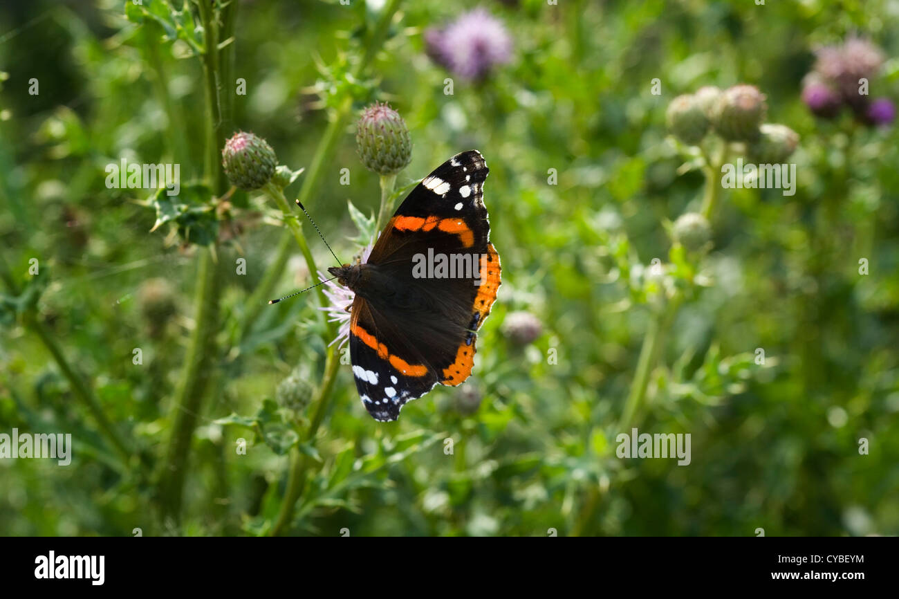 Rouge Admiral papillon vanessa atalanta sur un chardon rose rampant Banque D'Images