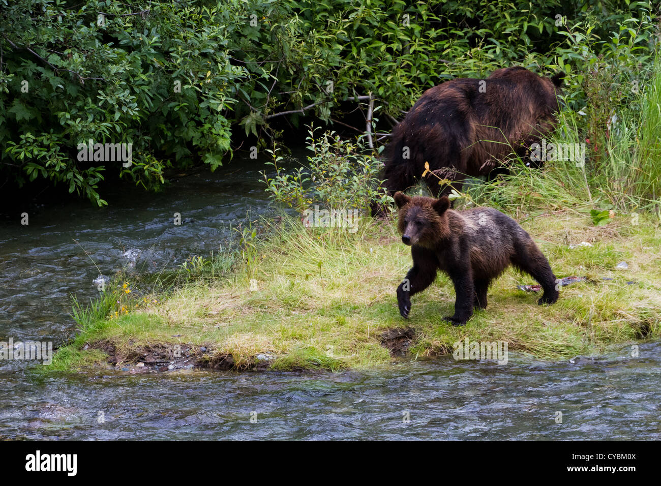 Ourson grizzly et pêcher le saumon de l'Alaska à Hyder Banque D'Images