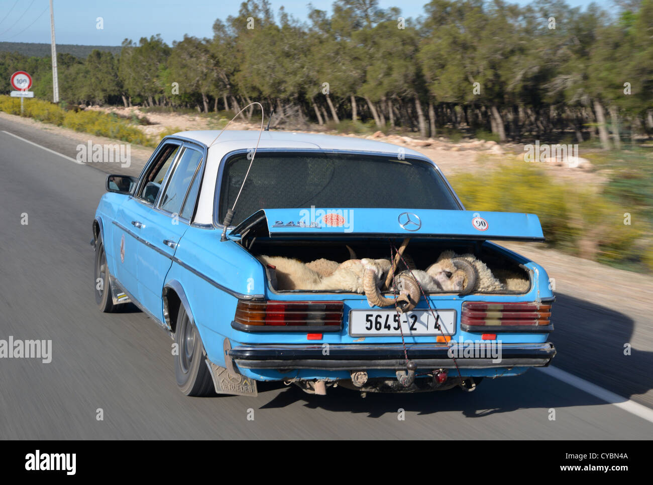 Maroc - taxi Mercedes W123 chargé avec des passagers et des moutons dans la botte (le tronc) sur une autoroute marocaine Banque D'Images
