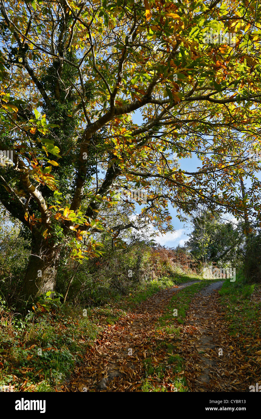 Sweet chestnut Castanea sativa ; arbre ; en automne, Cornwall, UK Banque D'Images