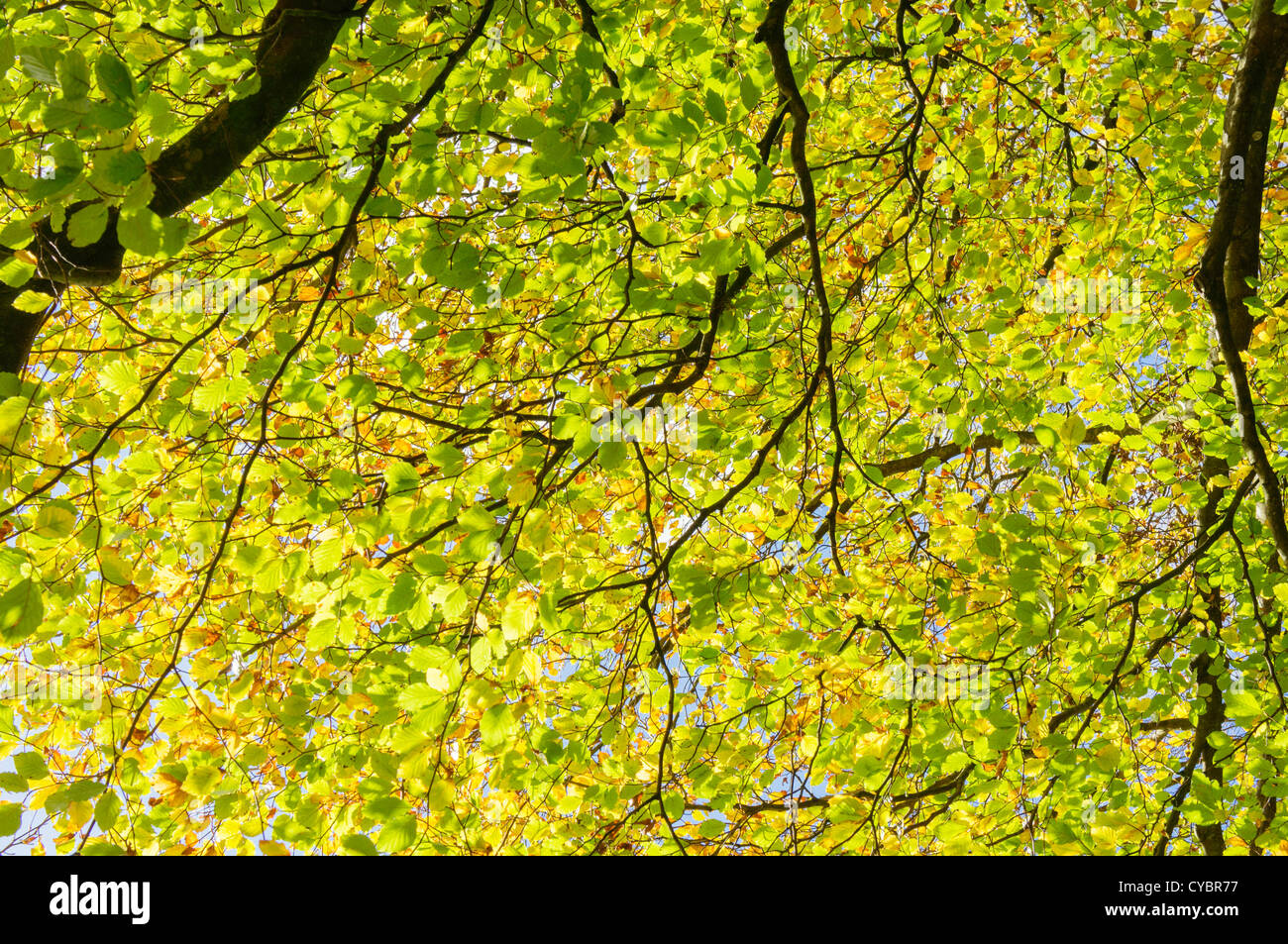 La lumière du soleil à travers les feuilles des arbres dappling Banque D'Images