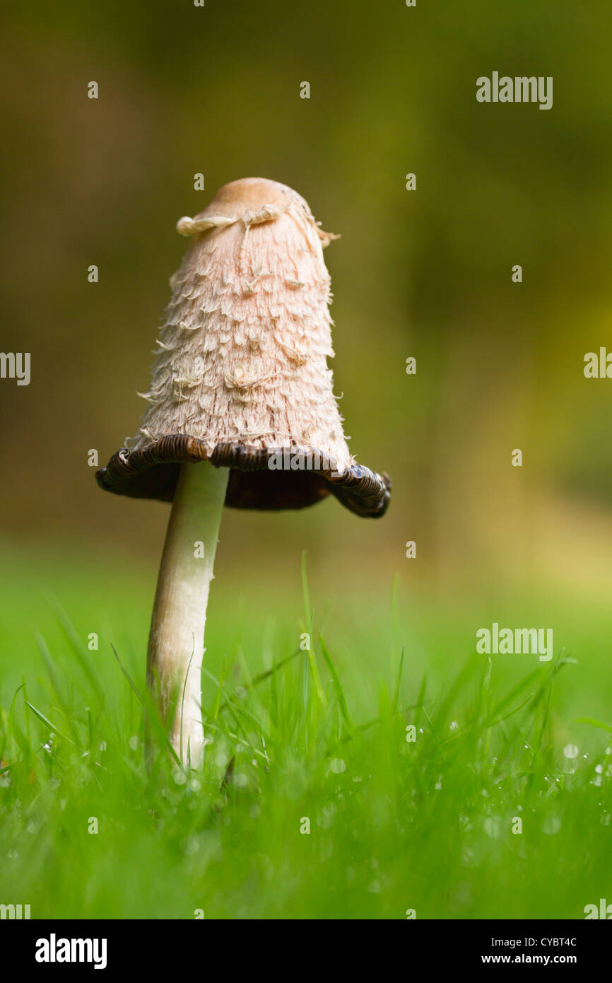 Cap d'encre hirsute, Coprinus comatus, UK Banque D'Images